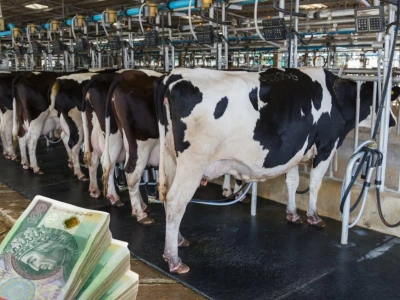 Jak efektywnie produkować mleko w nowych realiach rynku i klimatu? Zapraszamy na nasze Forum Mleko!