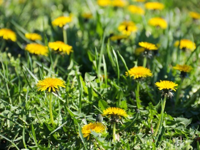 Mniszek lekarski i detoksykacja organizmu – czy rzeczywiście wspiera oczyszczanie ciała?