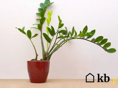 Ta popularna roślina żółknie w tysiącach domów. Winne banalne błędy w pielęgnacji