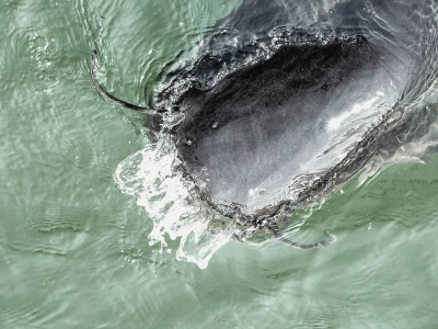 Wędkarze złowili gigantycznego suma. „Piękna rybka w śniegu”
