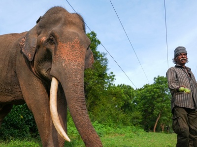 Podpalili zwierzę uznawane za święte. Mieszkańcy kraju są w szoku