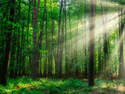 Mieszkali z dziećmi w lesie bez prądu i wody. Wkroczył sąd