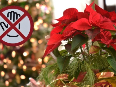 Tej popularnej w święta rośliny nie powinno się przynosić do domu. Jest trująca dla ludzi i zwierząt