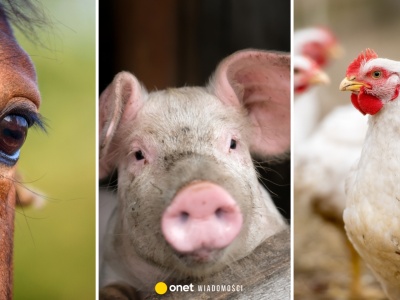 Quiz z przysłów ze zwierzętami. Niby łatwy, a przy 6. pytaniu większość się myli