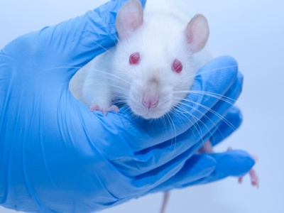 Szczury zaczęły sięgać po konopie. Kluczowy okazał się znany nam stan