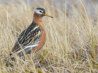 Zlatują do nas na zimę, nie boją się ludzi. W wodzie są jak korki