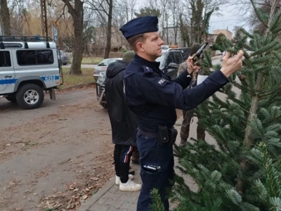 Choinka tylko z legalnego źródła. Policja zapowiada kontrole przed świętami