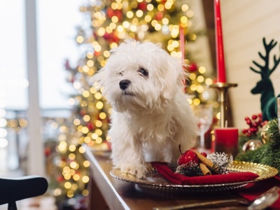 Wolą święta z psem, niż z rodziną? Ich postawa budzi wiele emocji