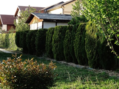 Chcesz żywopłotu, który będzie bił sąsiada po oczach? Zapomnij o tui i posadź tego iglaka