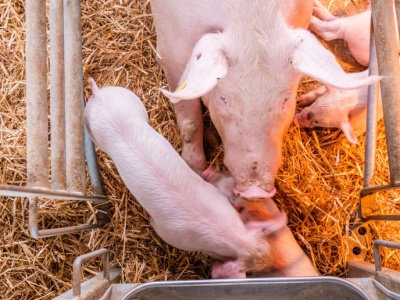 Hodowla świń pod ścianą. Rynek się załamuje - ostrzega Janusz Piechociński