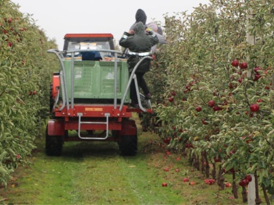 Zaskakujące zbiory jabłek w Polsce 2025. Od 3,3 do niemal 3,9 mln ton
