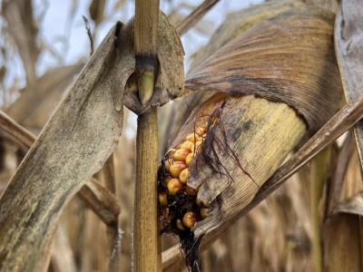 Kukurydza po trudnym sezonie 2025. Siać dalej czy szukać alternatywy?