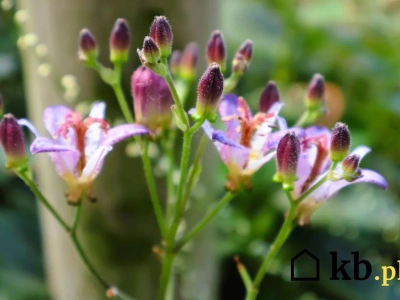 Wygląda jak storczyk, a rośnie w polskim ogrodzie. Mało kto ją zna