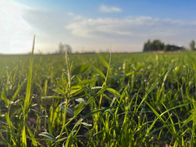 Trawy na gruntach ornych. Jakie gatunki wybrać do siewu?