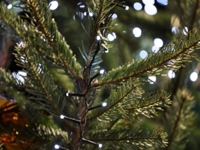 Choinka prosto z lasu za grosze? Ceny z nadleśnictw mogą zaskoczyć