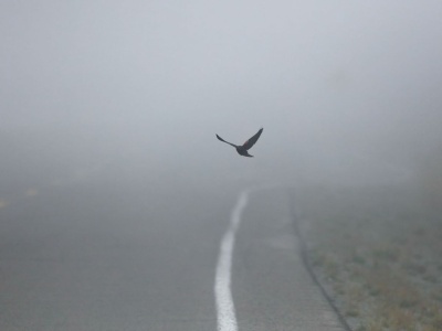 Nie ma śniegu, jest mgła! Uwaga kierowcy - widoczność na drogach jest ograniczona