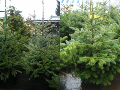 Jak dbać o choinkę, żeby nie zgubiła igieł? Proste zasady