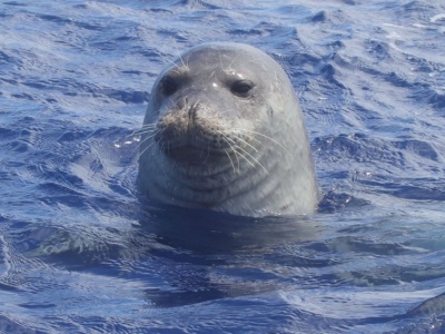 Jaskinie morskie pełne plastikowych śmieci. To zagrożenie dla mniszki śródziemnomorskiej
