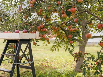 Polska żywność bije rekordy. To nasz towar eksportowy