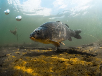 Nie tak polski jak się wydaje. Zgadniesz skąd 