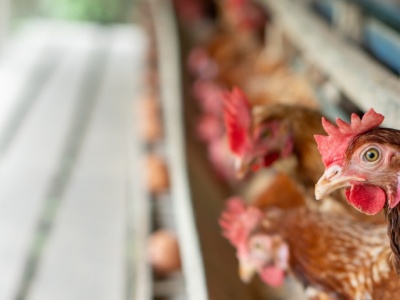 Kolejne ogniska grypy ptaków. Straty to ponad 150 tys. ptaków