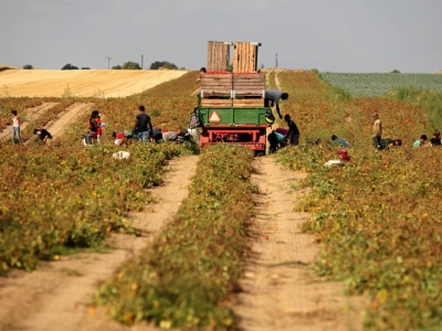 Coś bardzo niedobrego dzieje się z żywnością. Niebezpieczne dla zdrowia zmiany w uprawach