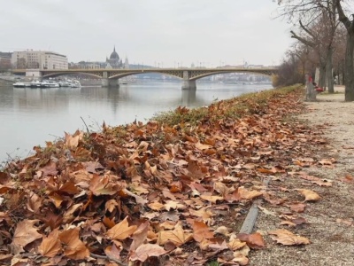Przestali grabić liście i liczą zyski. W Polsce nie do pomyślenia