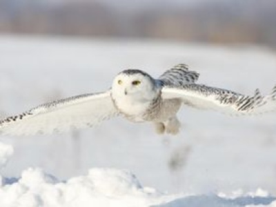 Sowa śnieżna uznana za regionalnie wymarłą. Była symbolem dzikiej północy