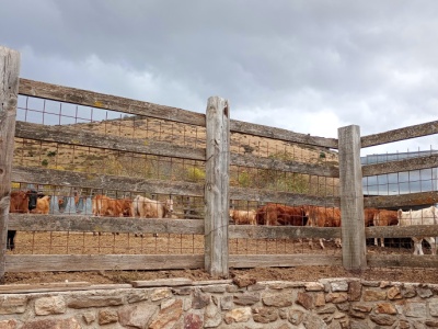 Hiszpański sposób na drogą wołowinę, nie dopłaty a certyfikat