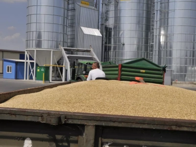 Jakie są ceny zbóż przed Świętami? Pszenica hamuje, rzepak ostro w dół