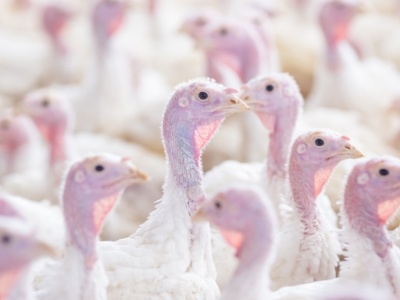 Akt oskarżenia dla producenta indyków spod Siedlec. Grozi mu gigantyczna kara