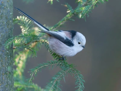 Jest maleńki i tworzy arcydzieła z piór. Oto Ptak Roku 2025