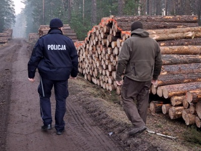 Pilnują, by ludzie nie kradli choinek z lasu. Wspólne patrole policjantów i leśników