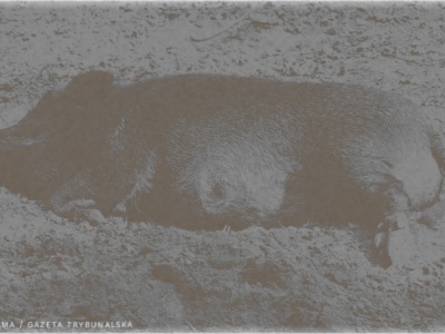 Gdzie jest Beata Dróżdż? Co z Centrum Integracji Dzików?