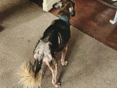 Za znęcanie się nad psem i kotem odpowiedzą przed sądem