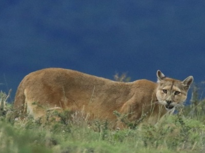 Kto rządzi w Ameryce Północnej? Drapieżniki zmieniają ekosystemy