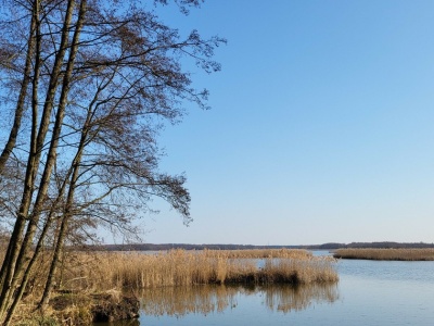 Żywy karp coraz trudniej dostępny. Sieci handlowe rezygnują z tradycji