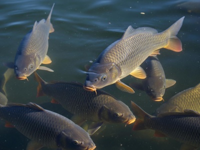 Coraz trudniej kupić żywego karpia
