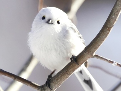 To Ptak Roku 2025 w Polsce. Internauci zdecydowali. Ten puszysty maluch wygląda jak z bajki