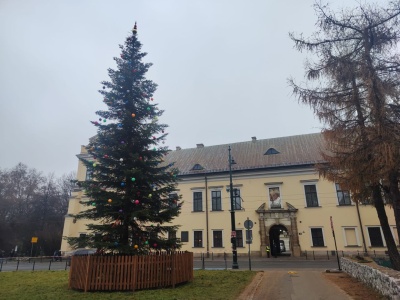 Choinka pod Oknem Papieskim już gotowa. Dziś uroczyste rozświetlenie
