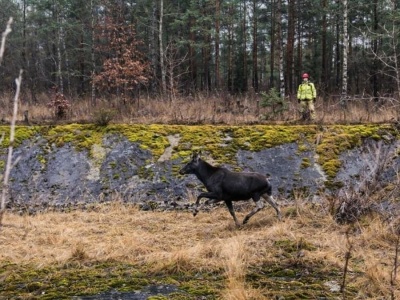 Łoś wpadł do zbiornika wytwórni chemicznej