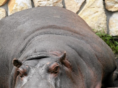 Polskie zoo przekazało złe wieści: odeszła królowa, oddała koronę