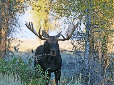 Spektakularne widowisko w polskim lesie. Chodzi o białego łosia