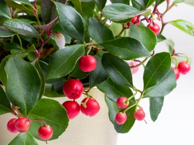 Golteria rozesłana. Jak uprawiać roślinę w domu i ogrodzie? Nie wyrzucaj jej po zimie!