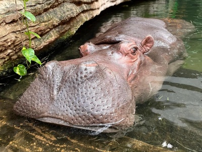 Smutne wieści z warszawskiego ZOO. Odeszła Pelagia. Najstarsza hipopotamka w Polsce miała 40 lat