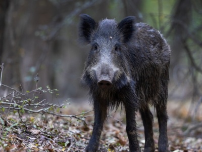 Martwe dziki w powiecie piotrkowskim. 