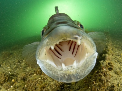 Ta ryba królowała na wigilijnym stole przed karpiem. Zwali ją sprośną