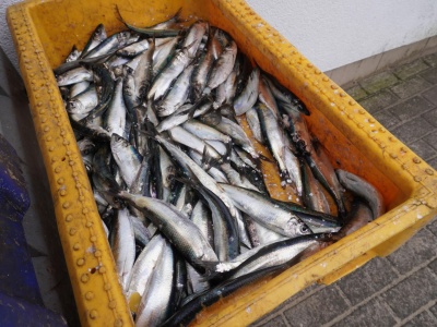 Polska śledziową potęgą! Kto na tym zarabia fortunę?