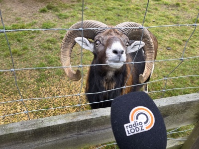 W wigilijny wieczór przemówią ludzkim głosem? „Zwierzęta mówią do nas cały rok”