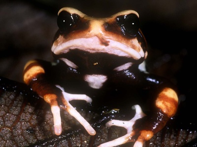 Niezwykłe ropuchy odkryte w Tanzanii. Nie składają jaj